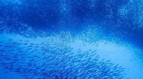 海洋深处手机在线观看,手机在线揭秘神秘海洋世界  第1张